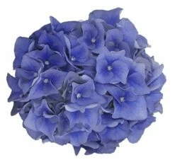 Hortensia Blue Ballad (Hydrangea 'Music Collection') -DIRECTPLANT Winkel blue ballad 2