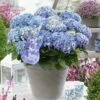 Hortensia Blue Ballad (Hydrangea 'Music Collection') -DIRECTPLANT Winkel blue ballad 4 2