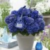 Hortensia Blue Boogiewoogie (Hydrangea 'Music Collection') -DIRECTPLANT Winkel blue boogiewoogie 2 3