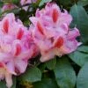 Rhododendron (Rhododendron 'Furnivall's Daughter') -DIRECTPLANT Winkel blwa00017