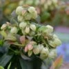 BerryBux Blauwe Bes (Vaccinium Angustifolium ’BerryBux') -DIRECTPLANT Winkel brazelberries bl ten april 2016 50 1