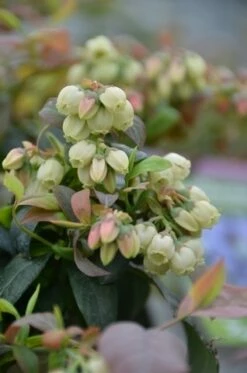 DIRECTPLANT Winkel 27 BerryBux Blauwe Bes (Vaccinium Angustifolium ’BerryBux')