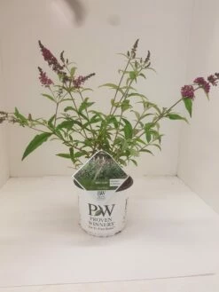 Vlinderstruik (Buddleja 'Miss Ruby') 19 Vlinderstruik (Buddleja 'Miss Ruby') -DIRECTPLANT Winkel budd miss ruby 1