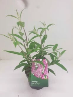 Vlinderstruik (Buddleja Davidii 'Pink Delight') -DIRECTPLANT Winkel budd pink delight 1