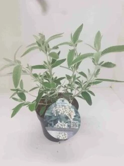 Vlinderstruik (Buddleja 'Silver Anniversary') -DIRECTPLANT Winkel budd silver annieversary