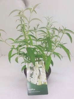 Vlinderstruik (Buddleja Davidii 'White Profusion') 13 Vlinderstruik (Buddleja Davidii 'White Profusion') -DIRECTPLANT Winkel budd white profusion 3