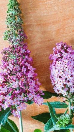 Nieuwe uitgaven -DIRECTPLANT Winkel buddleja1 2