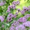 Vlinderstruik (Buddleja Alternifolia) -DIRECTPLANT Winkel buddleja alternifolia 1