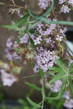 Nieuwe uitgaven -DIRECTPLANT Winkel buddleja alternifolia 2