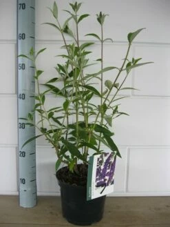 Vlinderstruik (Buddleja Davidii 'Black Knight') -DIRECTPLANT Winkel buddleja black knight c3 10 7 2016