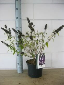 Vlinderstruik (Buddleja Davidii 'Black Knight') -DIRECTPLANT Winkel buddleja black knight c3 23 10 2018