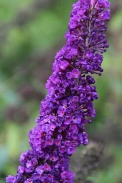 Nieuwe uitgaven -DIRECTPLANT Winkel buddleja davidii black knight 2