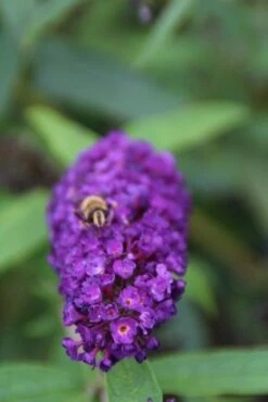 Vlinderstruik (Buddleja Davidii 'Black Knight') -DIRECTPLANT Winkel buddleja davidii black knight 3