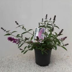 Vlinderstruik (Buddleja Davidii Petite 'Tutti Frutti') -DIRECTPLANT Winkel buddleja davidii free petite tutti frutti pbr