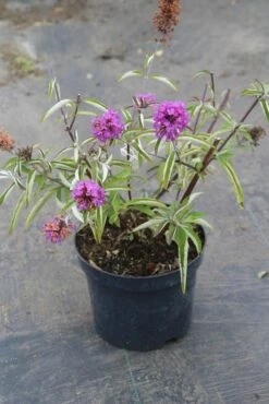 Vlinderstruik (Buddleja Davidii Petite 'Tutti Frutti') -DIRECTPLANT Winkel buddleja davidii petite tutti fruitti 2 3.00 vita nova 1