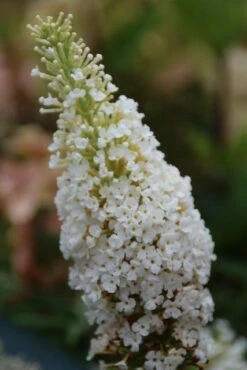 Vlinderstruik (Buddleja Davidii 'White Profusion') -DIRECTPLANT Winkel buddleja davidii white profusion