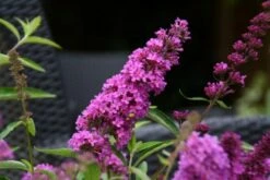 Vlinderstruik (Buddleja Davidii Petite 'Tutti Frutti') -DIRECTPLANT Winkel buddleja free petite tutti fruitti podoras 13 10 1