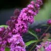 Vlinderstruik (Buddleja Davidii Petite 'Tutti Frutti')