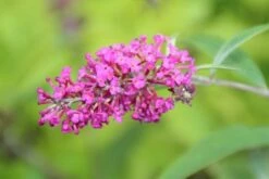 Vlinderstruik (Buddleja 'Miss Ruby') -DIRECTPLANT Winkel buddleja miss ruby 2 2