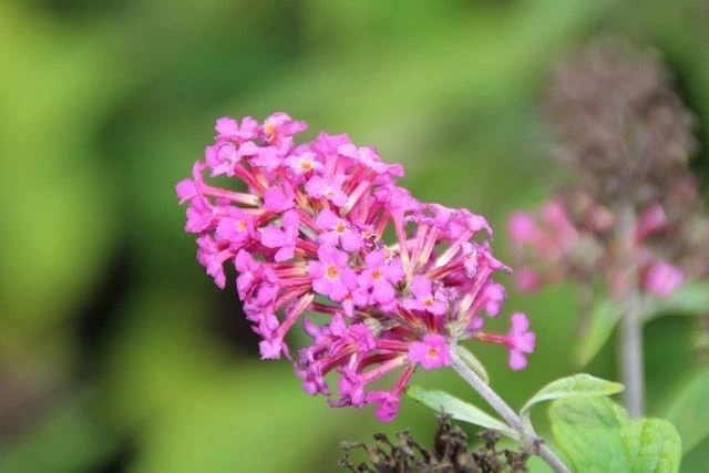 Vlinderstruik (Buddleja 'Miss Ruby') 8 Vlinderstruik (Buddleja 'Miss Ruby') - Afbeelding 6