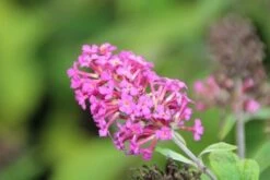 Vlinderstruik (Buddleja 'Miss Ruby') -DIRECTPLANT Winkel buddleja miss ruby 5