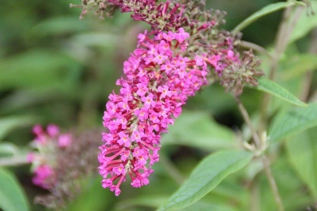Vlinderstruik (Buddleja 'Miss Ruby') 9 Vlinderstruik (Buddleja 'Miss Ruby') - Afbeelding 7
