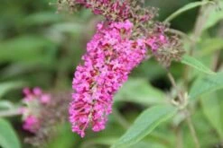 Vlinderstruik (Buddleja 'Miss Ruby') -DIRECTPLANT Winkel buddleja miss ruby 6