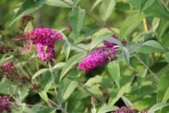 Vlinderstruik (Buddleja 'Miss Ruby') 18 Vlinderstruik (Buddleja 'Miss Ruby') -DIRECTPLANT Winkel buddleja miss ruby 7 1