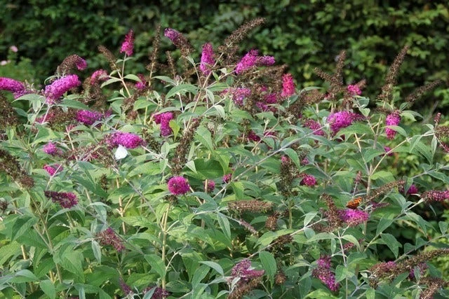 Vlinderstruik (Buddleja 'Miss Ruby') 6 Vlinderstruik (Buddleja 'Miss Ruby') - Afbeelding 4