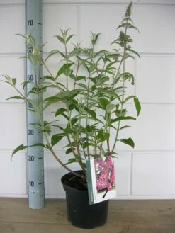 Vlinderstruik (Buddleja Davidii 'Pink Delight') -DIRECTPLANT Winkel buddleja pink delight c3 10 7 2016 1