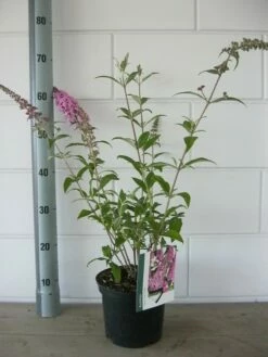 Vlinderstruik (Buddleja Davidii 'Pink Delight') -DIRECTPLANT Winkel buddleja pink delight c3 bloem 19 7 2016