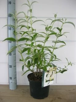 Vlinderstruik (Buddleja Davidii 'White Profusion') -DIRECTPLANT Winkel buddleja white profusion c3 10 7 2016