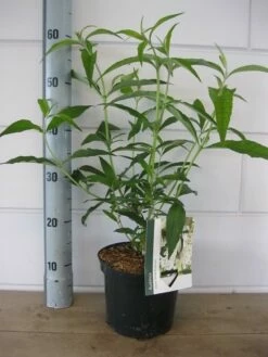 Vlinderstruik (Buddleja Davidii 'White Profusion') 14 Vlinderstruik (Buddleja Davidii 'White Profusion') -DIRECTPLANT Winkel buddleja white profusion c3 5 6 2018 1