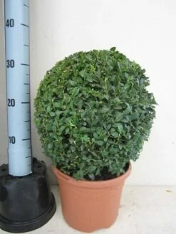 Buxusbol (Buxus Sempervirens, Bolvorm) -DIRECTPLANT Winkel buxus 30 cm bol 1