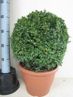 Buxusbol (Buxus Sempervirens, Bolvorm) -DIRECTPLANT Winkel buxus 35 cm bol 1