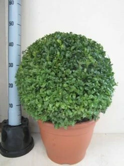 Buxusbol (Buxus Sempervirens, Bolvorm) -DIRECTPLANT Winkel buxus 40 cm bol 1