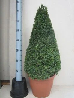 Buxus Als Pyramide (Buxus Sempervirens) -DIRECTPLANT Winkel buxus 50 60 pyramide