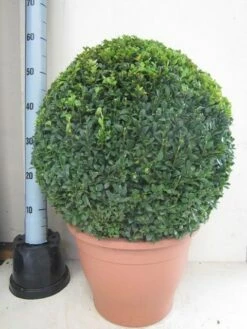 Buxusbol (Buxus Sempervirens, Bolvorm) -DIRECTPLANT Winkel buxus 50 cm bol 2
