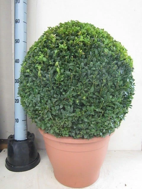 Buxusbol (Buxus Sempervirens, Bolvorm) 21 Buxusbol (Buxus Sempervirens, Bolvorm) - Afbeelding 19