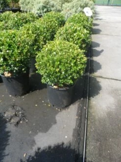 Buxus Meeneemhaag (Buxus Microphylla 'Faulkner') 7 Buxus Meeneemhaag (Buxus Microphylla 'Faulkner') -DIRECTPLANT Winkel buxus microphylla faulkner bol 25 30