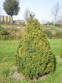 Buxus Als Pyramide (Buxus Sempervirens) -DIRECTPLANT Winkel buxus semp 160 180