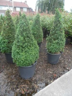 Buxus Als Pyramide (Buxus Sempervirens) -DIRECTPLANT Winkel buxus sempervirens 60 80 100 c35 pyramide