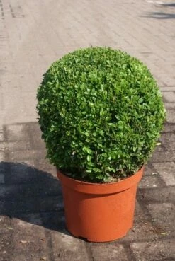 Buxusbol (Buxus Sempervirens, Bolvorm) -DIRECTPLANT Winkel buxus sempervirens bol 1