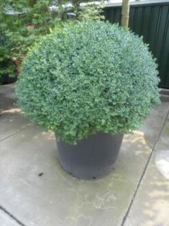 Buxusbol (Buxus Sempervirens, Bolvorm) -DIRECTPLANT Winkel buxus sempervirens bol 100 120 140 c350 2