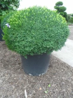 Buxusbol (Buxus Sempervirens, Bolvorm) -DIRECTPLANT Winkel buxus sempervirens bol 120 130 1