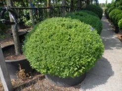 Buxusbol (Buxus Sempervirens, Bolvorm) -DIRECTPLANT Winkel buxus sempervirens bol 120 140 2