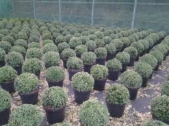 Buxusbol (Buxus Sempervirens, Bolvorm) 29 Buxusbol (Buxus Sempervirens, Bolvorm) -DIRECTPLANT Winkel buxus sempervirens bol 20 25 30 c7 10