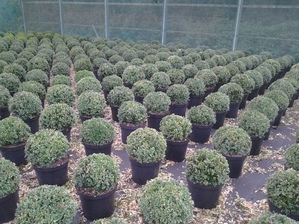 Buxusbol (Buxus Sempervirens, Bolvorm) 10 Buxusbol (Buxus Sempervirens, Bolvorm) - Afbeelding 8
