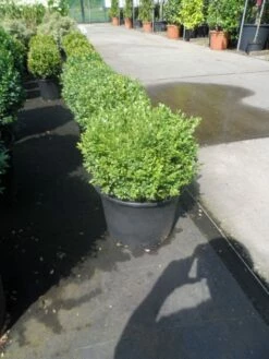 Buxusbol (Buxus Sempervirens, Bolvorm) -DIRECTPLANT Winkel buxus sempervirens bol 25 30 2