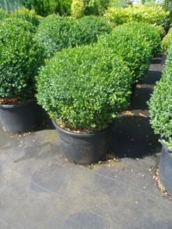 Buxusbol (Buxus Sempervirens, Bolvorm) -DIRECTPLANT Winkel buxus sempervirens bol 40 50 2
